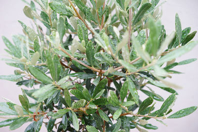 Close-up of plant in winter