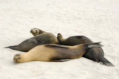 Sea lions relaxing at beach