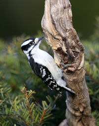 Bird perching on a tree