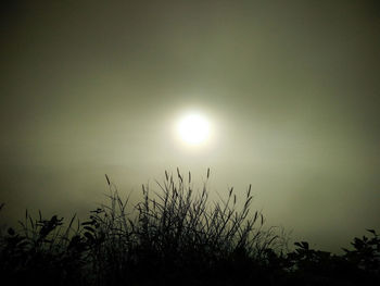 Low angle view of silhouette plants against sky