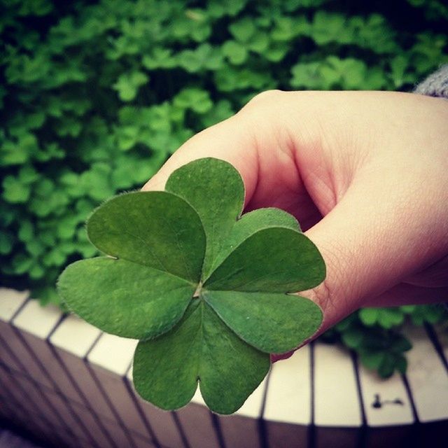 person, leaf, part of, cropped, close-up, green color, human finger, plant, unrecognizable person, growth, holding, lifestyles, personal perspective, leisure activity, focus on foreground, nature, high angle view