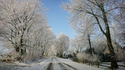 Low angle view of trees against clear sky during winter