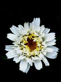 Close-up of bee on white flower blooming against black background