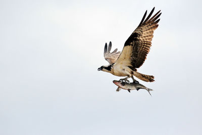 Low angle view of osprey with fish against clear sky on sunny day