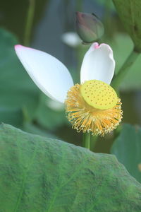 Poems and songs of writers often have chapters praising the lotus