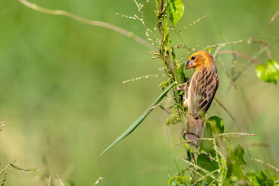 Close-up of a bird perching on plant