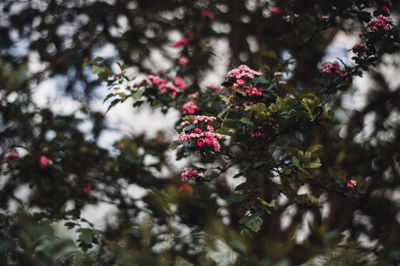 Close-up of pink flowering plants