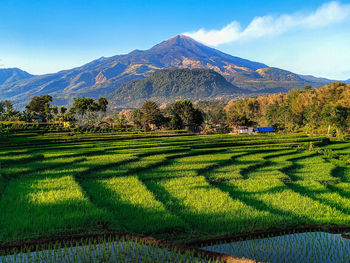 Scenic view of agricultural field against mountain