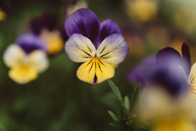 Close-up of purple flowering plant