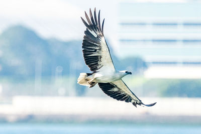 Bird flying against sky