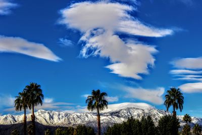 Low angle view of palm trees against blue sky