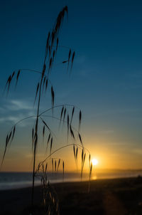 Close-up of plants against sky during sunset