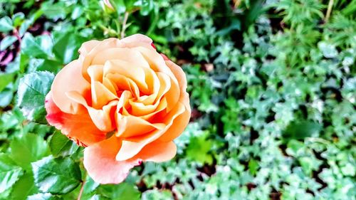 Close-up of fresh rose blooming outdoors