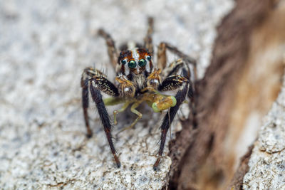 Close-up of spider on rock