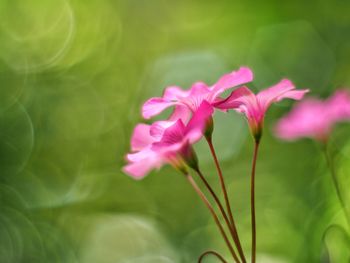 Close-up of pink flowering plant