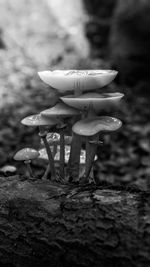 Close-up of mushroom growing outdoors