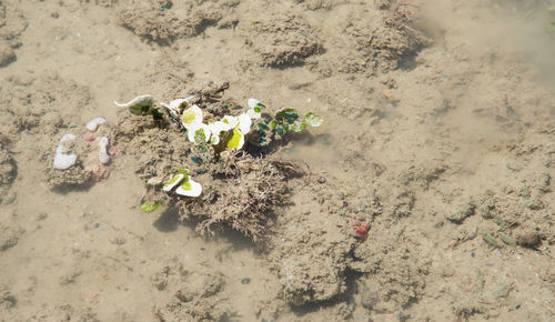 High angle view of flowering plant on sand