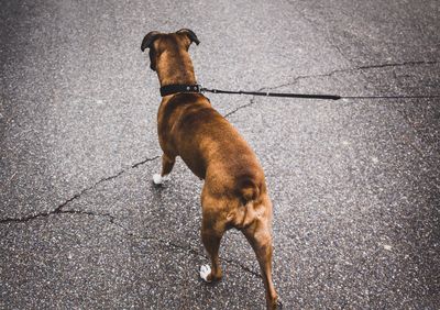 High angle view of dog sitting on road