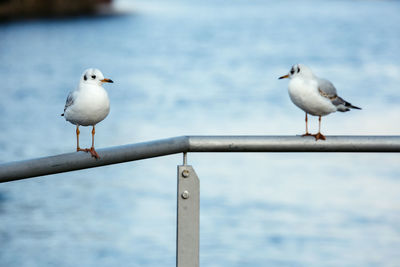 Seagull perching on wooden post by sea against sky