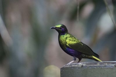 Bird perching on leaf