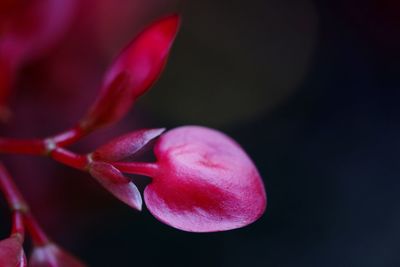 Close-up of pink rose flower