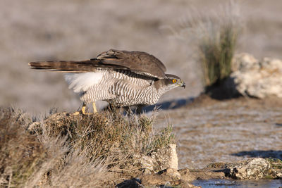 Close-up of bird flying over land