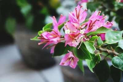 Close-up of pink flowering plant