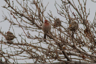 Low angle view of bird perching on branch