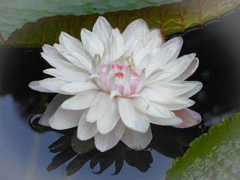 Close-up of lotus water lily in lake
