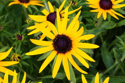 Close-up of sunflower