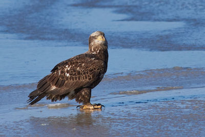 Bird perching on a sea