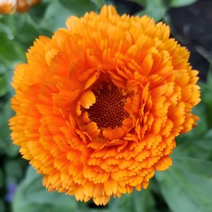 Close-up of marigold flower