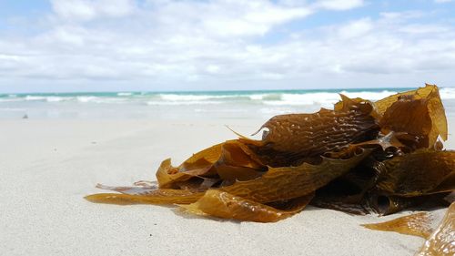 View of driftwood on beach