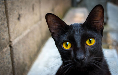 Portrait of black cat