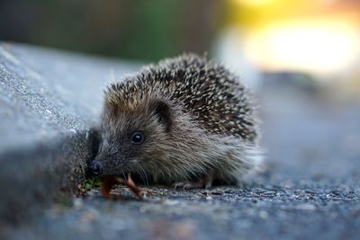 Close-up of hedgehog outdoors