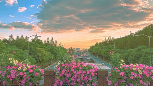 Pink flowering plants against sky during sunset