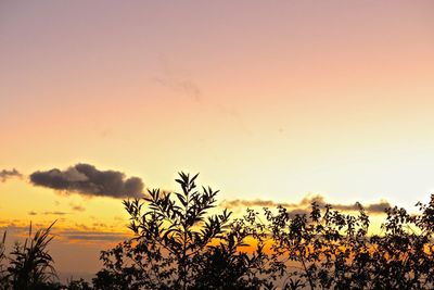 Trees against sky at sunset