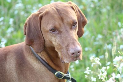 Close-up of a dog looking away