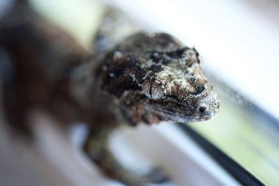 Close-up of frog on leaf