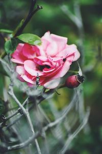 Close-up of pink flowers blooming outdoors