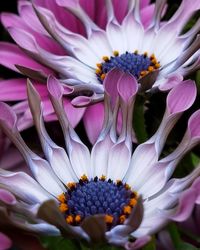 Close-up of purple flowering plants