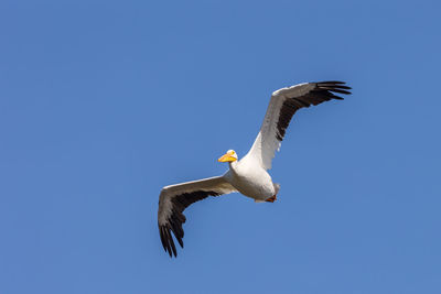 Low angle view of pelican flying