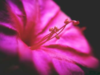Close-up of purple orchid