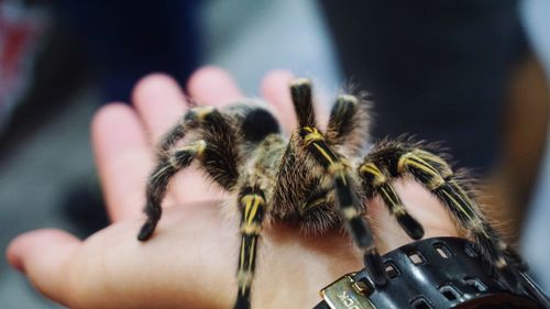 Close-up of hand holding insect