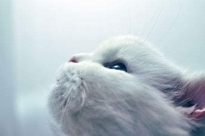 Beautiful white persian cat with blue eyes