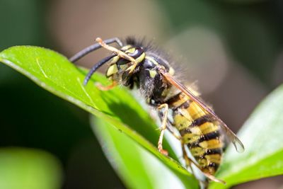 Close-up of bee on leaf