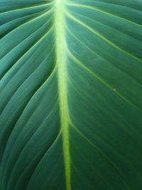 Full frame shot of palm leaves