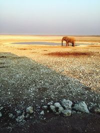 View of horses on landscape