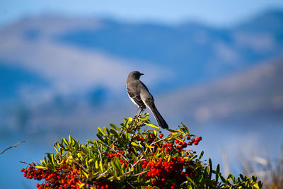Beautiful mockingbird sits atop a red berry bush overlooking the ocean coastline 