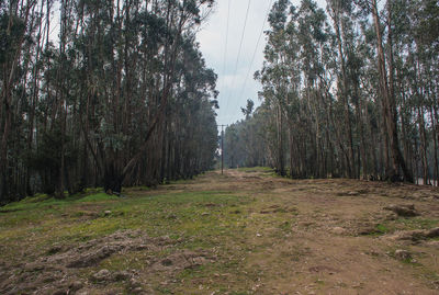 Trees in forest against sky